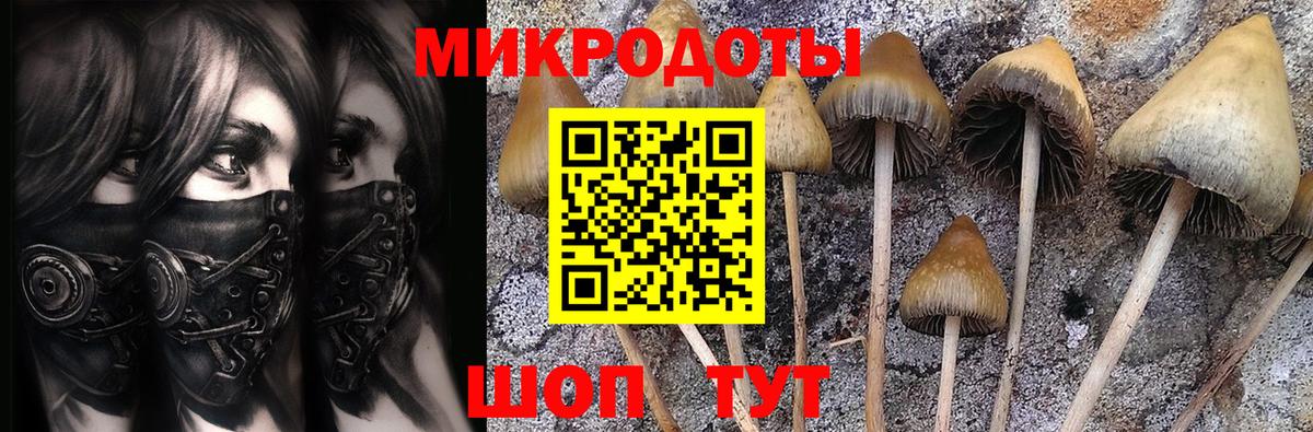 Псилоцибиновые грибы Psilocybine cubensis  Вход с VPN  Камень-на-Оби 